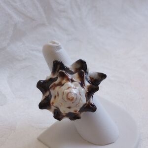 Whole Natural Brown Cream Spiral Seashell Ring Size 6.5